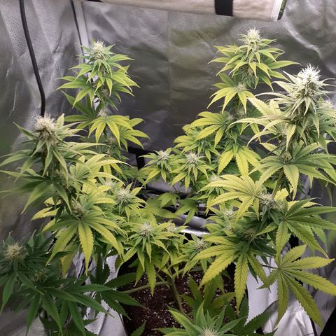 Bubblegum Kush growlog timeline photo