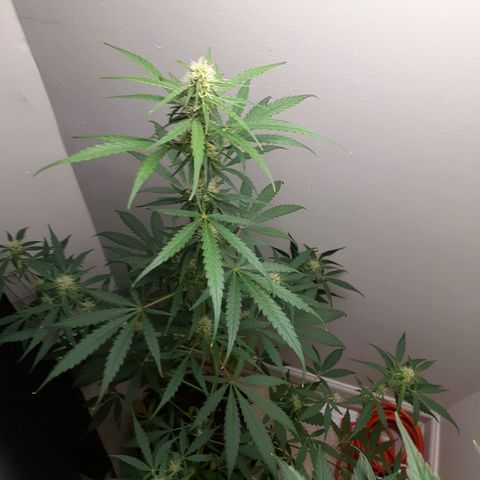 White Widow growlog timeline photo