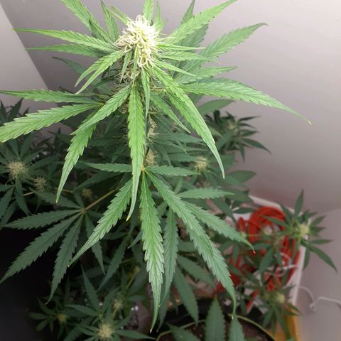 White Widow growlog timeline photo
