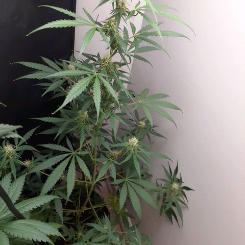 White Widow growlog timeline photo