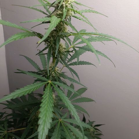 White Widow growlog timeline photo