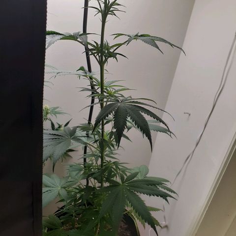 White Widow growlog timeline photo