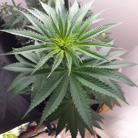 White Widow growlog timeline photo