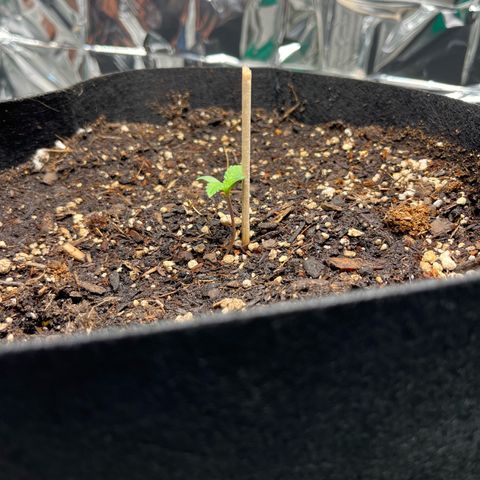 White Widow Automatic White Label growlog timeline photo