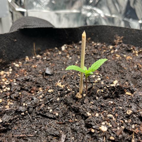 White Widow Automatic White Label growlog timeline photo