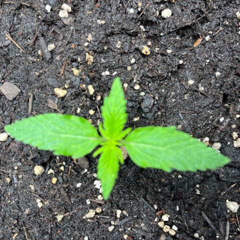 White Widow Automatic White Label growlog timeline photo