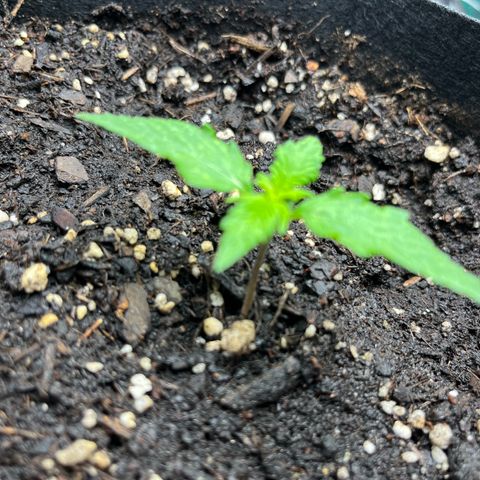 White Widow Automatic White Label growlog timeline photo