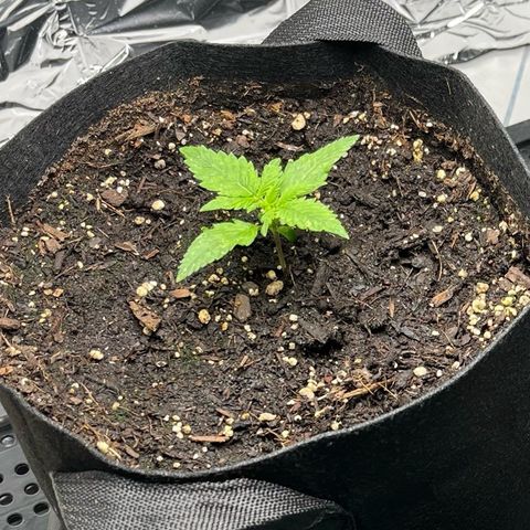 White Widow Automatic White Label growlog timeline photo