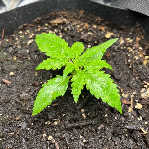 White Widow Automatic White Label growlog timeline photo