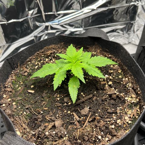 White Widow Automatic White Label growlog timeline photo