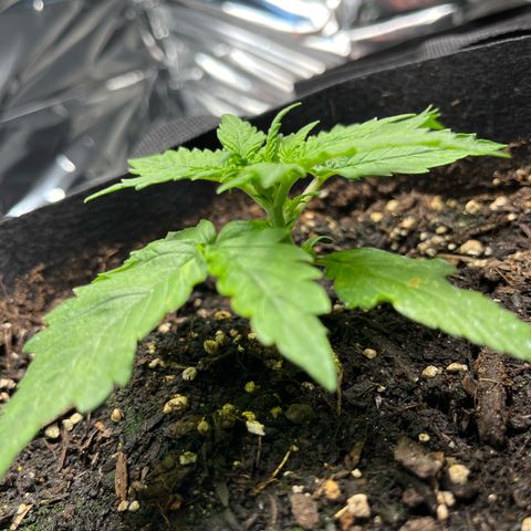 White Widow Automatic White Label growlog timeline photo