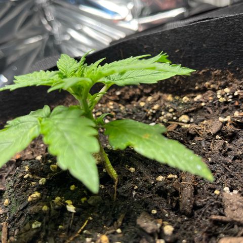 White Widow Automatic White Label growlog timeline photo