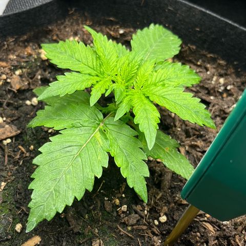 White Widow Automatic White Label growlog timeline photo