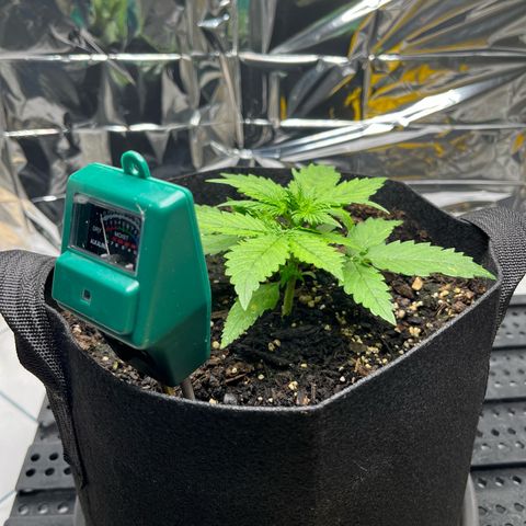 White Widow Automatic White Label growlog timeline photo
