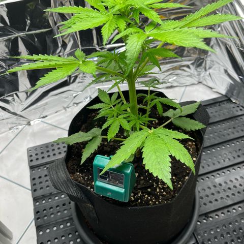White Widow Automatic White Label growlog timeline photo