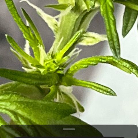 White Widow Automatic White Label growlog timeline photo