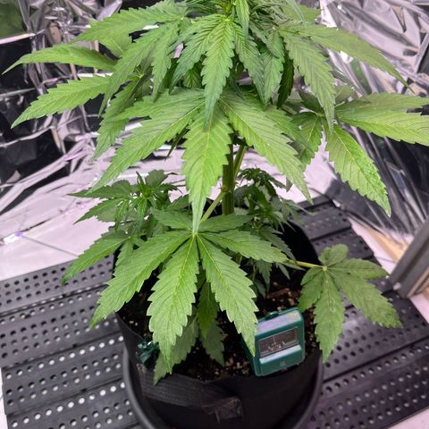 White Widow Automatic White Label growlog timeline photo