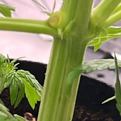 White Widow Automatic White Label growlog timeline photo