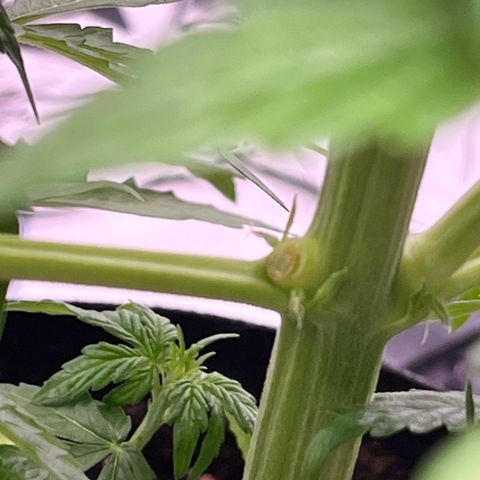 White Widow Automatic White Label growlog timeline photo