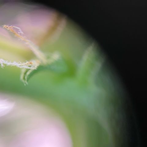 White Widow Automatic White Label growlog timeline photo