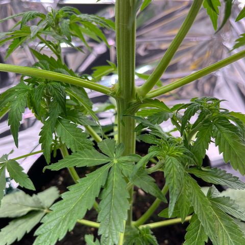 White Widow Automatic White Label growlog timeline photo