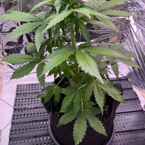 White Widow Automatic White Label growlog timeline photo