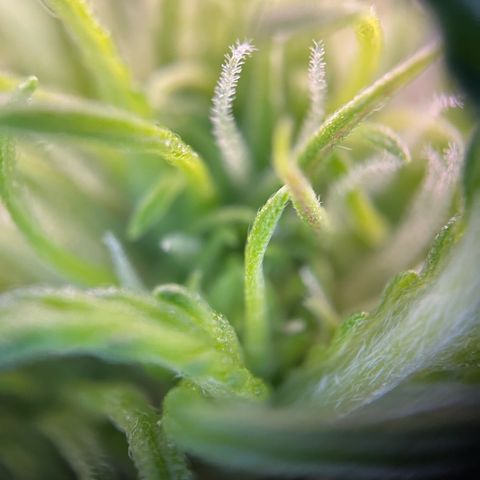 White Widow Automatic White Label growlog timeline photo