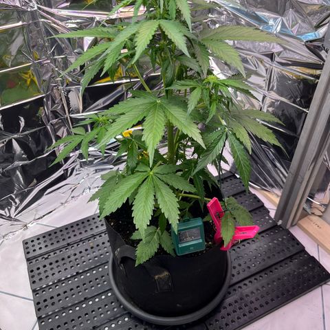 White Widow Automatic White Label growlog timeline photo