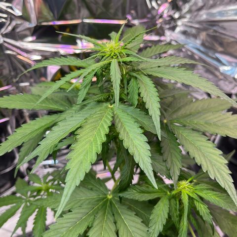 White Widow Automatic White Label growlog timeline photo