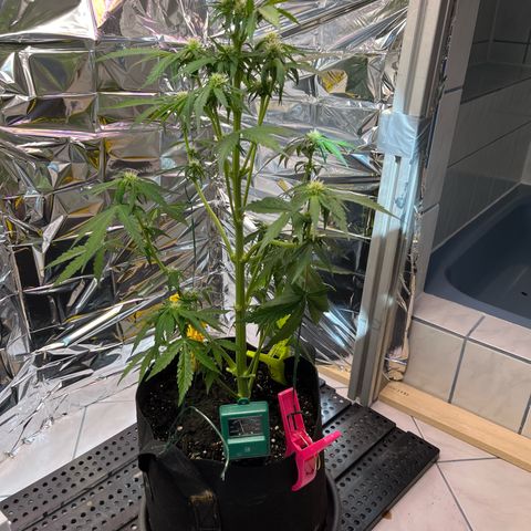 White Widow Automatic White Label growlog timeline photo