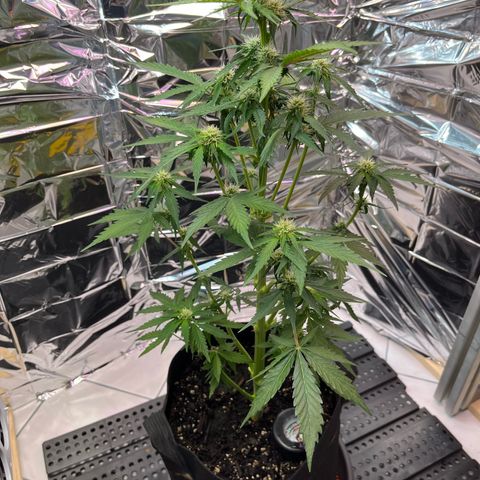 White Widow Automatic White Label growlog timeline photo