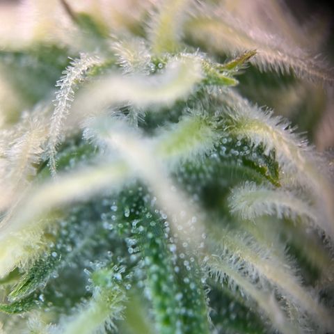 White Widow Automatic White Label growlog timeline photo
