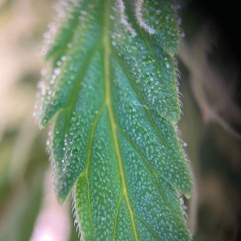 White Widow Automatic White Label growlog timeline photo