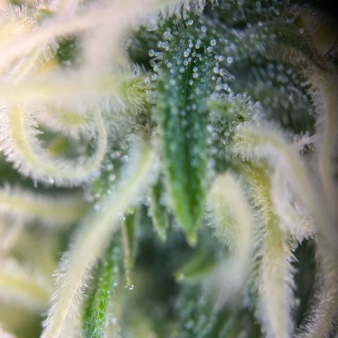White Widow Automatic White Label growlog timeline photo