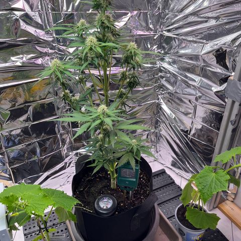 White Widow Automatic White Label growlog timeline photo