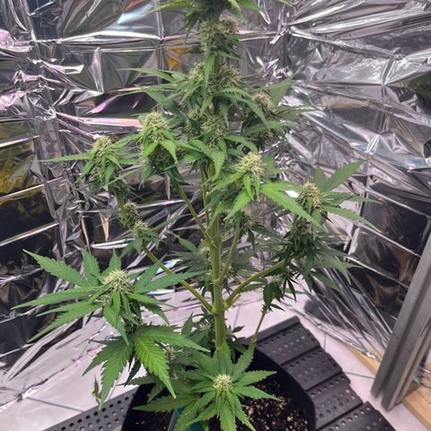White Widow Automatic White Label growlog timeline photo