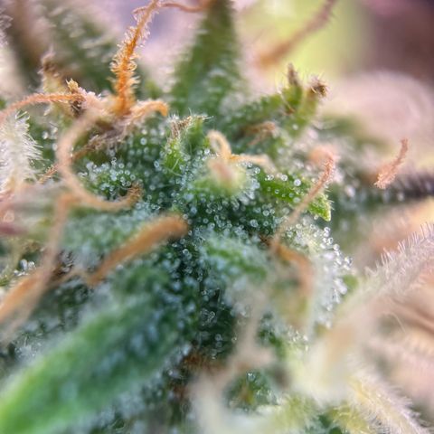 White Widow Automatic White Label growlog timeline photo