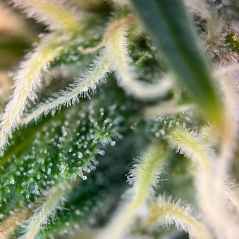 White Widow Automatic White Label growlog timeline photo