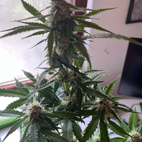 White Widow Automatic White Label growlog timeline photo