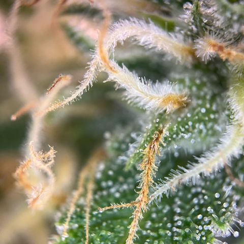 White Widow Automatic White Label growlog timeline photo
