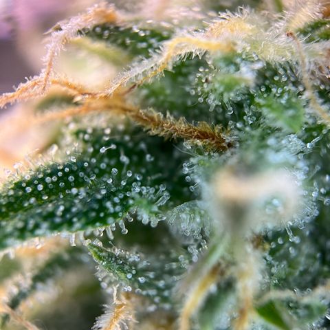White Widow Automatic White Label growlog timeline photo
