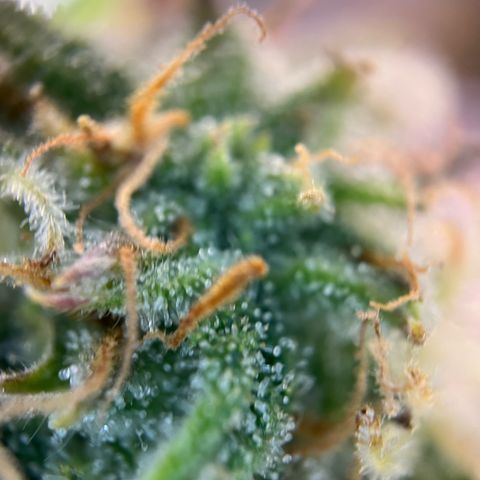 White Widow Automatic White Label growlog timeline photo