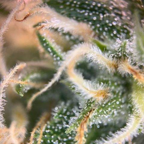 White Widow Automatic White Label growlog timeline photo