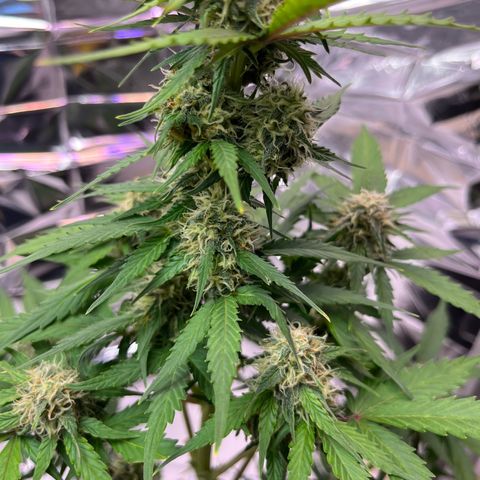 White Widow Automatic White Label growlog timeline photo