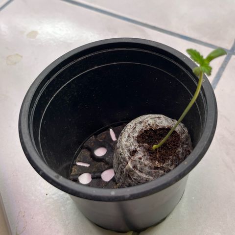 Hyperion F1 growlog timeline photo