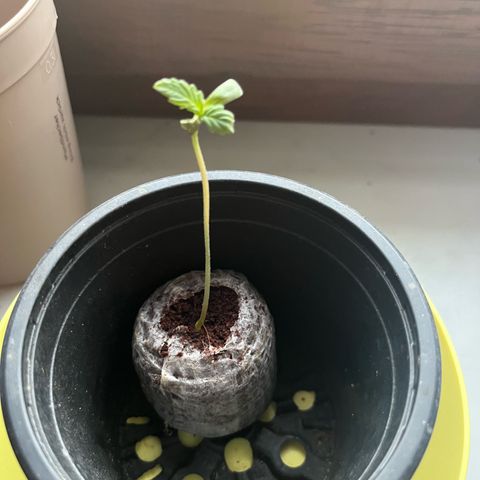 Hyperion F1 growlog timeline photo