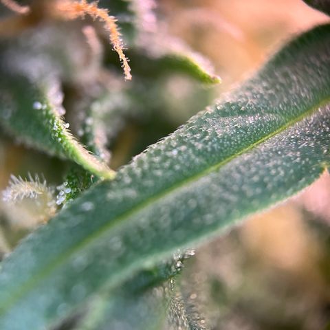 White Widow Automatic White Label growlog timeline photo