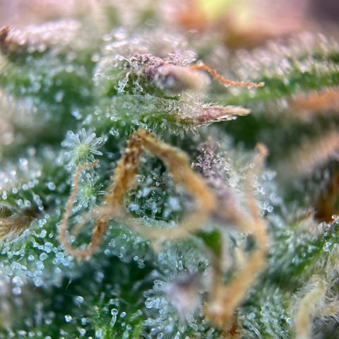 White Widow Automatic White Label growlog timeline photo