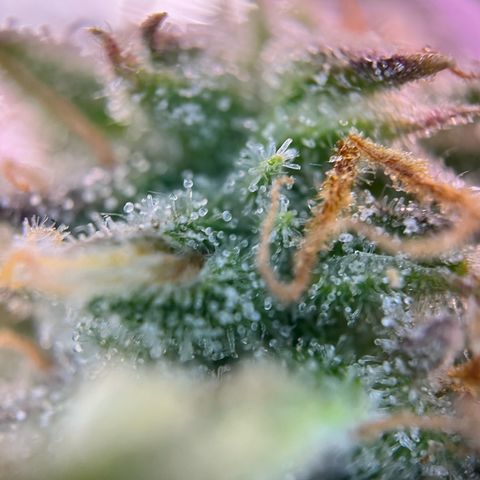 White Widow Automatic White Label growlog timeline photo