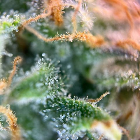 White Widow Automatic White Label growlog timeline photo